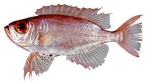 Hewan Laut Ikan Swanggi: Karakteristik dan Habitatnya