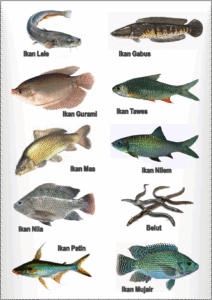 Hewan Laut Ikan Terpony: Jenis, Ciri, dan Peran Ekosistem