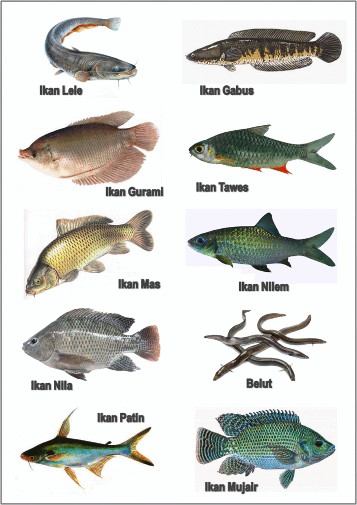 Hewan Laut Ikan Terpony: Jenis, Ciri, dan Peran Ekosistem