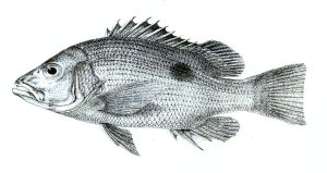 Hewan Laut Jenahal: Jenis Ikan dan Karakteristiknya