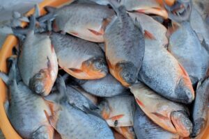 Hewan Laut: Profil Ikan Bawal Laut