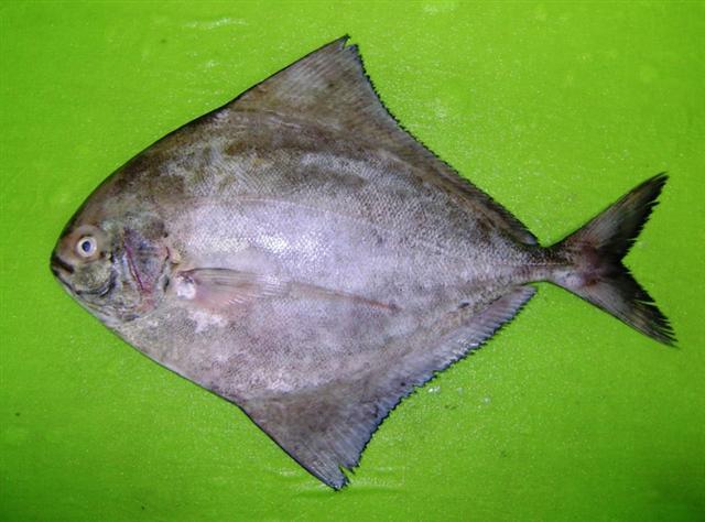 Ikan Bawal Hitam: Karakteristik dan Habitat Hewan Laut