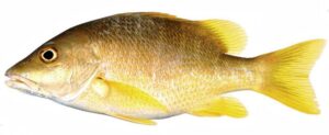 Ikan Kakap Kuning: Spesies Hewan Laut yang Menarik