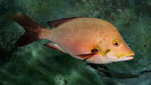 Ikan Kakap Vermillion: Hewan Laut yang Indah dan Bernilai Tinggi