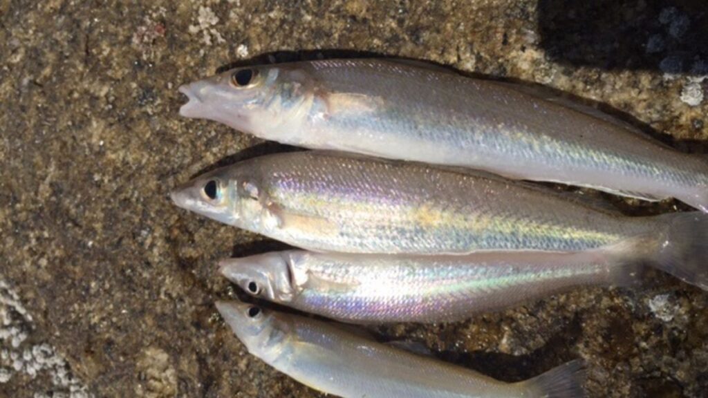 Ikan Puntung Damar: Hewan Laut yang Unik dan Menarik