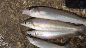 Ikan Puntung Damar: Hewan Laut yang Unik dan Menarik