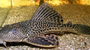 Ikan Sapu-Sapu: Hewan Laut Unik dan Penting di Ekosistem