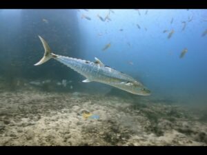 Ikan Tenggiri Papan: Hewan Laut yang Menarik