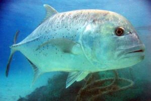 “Keajaiban Hewan Laut: Ikan Kuwe Batu Besar”