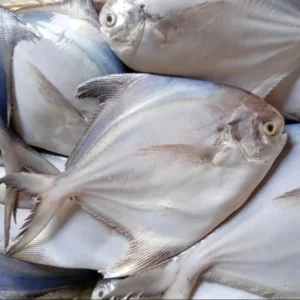 Keindahan Hewan Laut: Ikan Bawal Putih