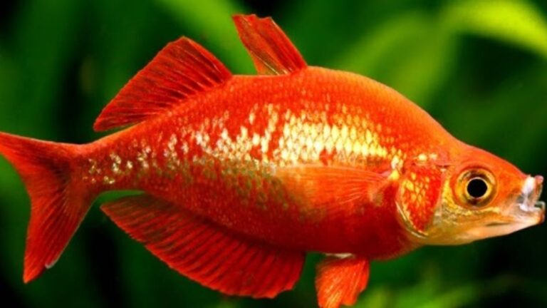 Keindahan Ikan Pelangi Merah di Dunia Lautan
