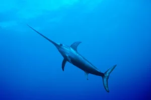 Mengenal Ikan Cucut Kembang: Hewan Laut yang Menawan dan Unik