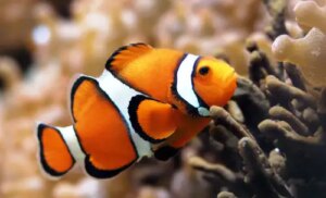 Mengenal Ikan Giru, Hewan Laut Berukuran Kecil Nan Unik