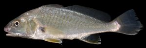 Mengenal Ikan Gulamah, Hewan Laut yang Menarik dan Unik