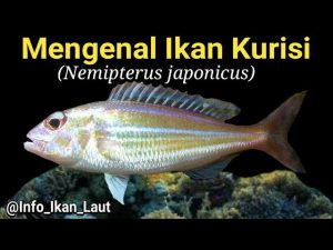 Mengenal Ikan Kurisi, Hewan Laut yang Menarik dan Unik
