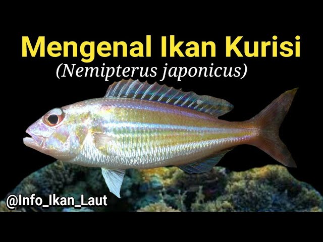 Mengenal Ikan Kurisi, Hewan Laut yang Menarik dan Unik