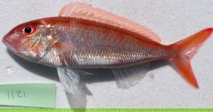 Mengenal Ikan Kurisi: Jenis, Habitat, dan Karakteristiknya