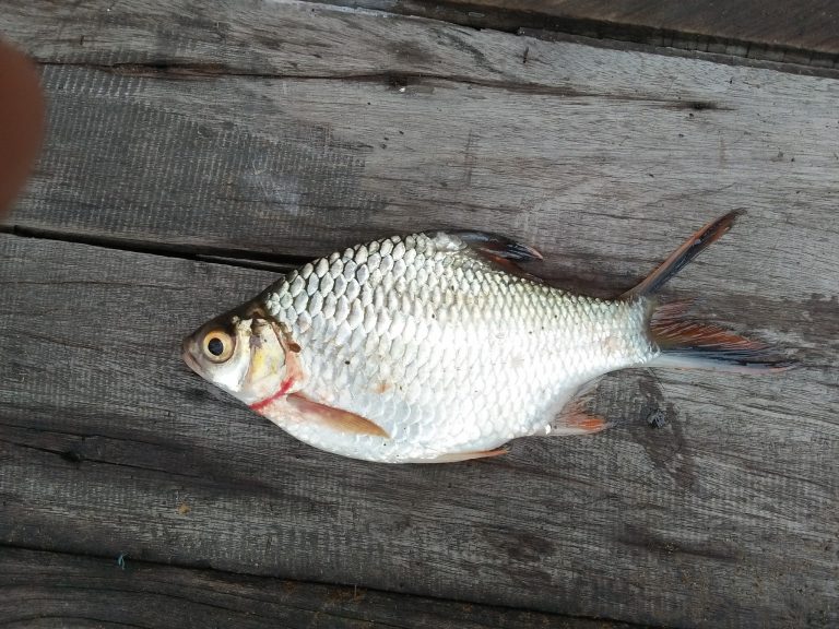 Mengenal Ikan Lampam, Hewan Laut yang Menarik dan Mudah Dipelihara