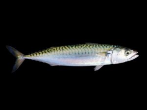 Mengenal Ikan Mackerel Cero: Ciri, Habitat, dan Peran Ekologis