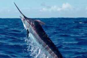 Mengenal Ikan Marlin Biru: Predator Cepat dari Laut Dalam