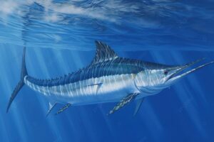 Mengenal Ikan Marlin Hitam: Predator Cepat Laut Tropis