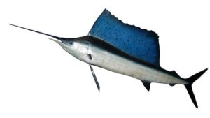 Mengenal Ikan Marlin Kapak: Spesies Laut yang Menakjubkan