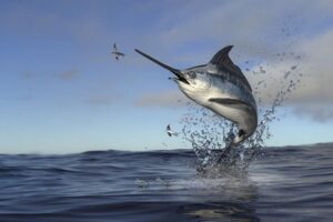 Mengenal Ikan Marlin Putih: Keunikan Hewan Laut Eksotis