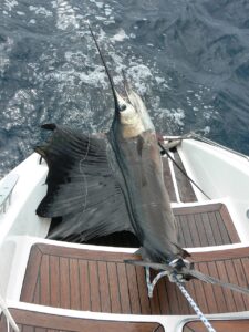 Mengenal Ikan Marlin Putih, Spesies Laut yang Menakjubkan