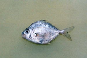 Mengenal Ikan Peperek: Hewan Laut yang Unik dan Menarik