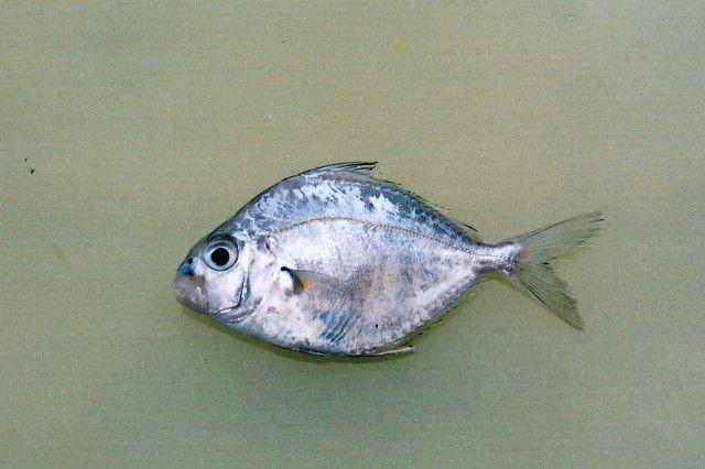 Mengenal Ikan Peperek: Hewan Laut yang Unik dan Menarik