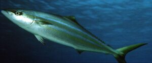 Mengenal Ikan Sungli Salem, Hewan Laut yang Unik dan Menarik