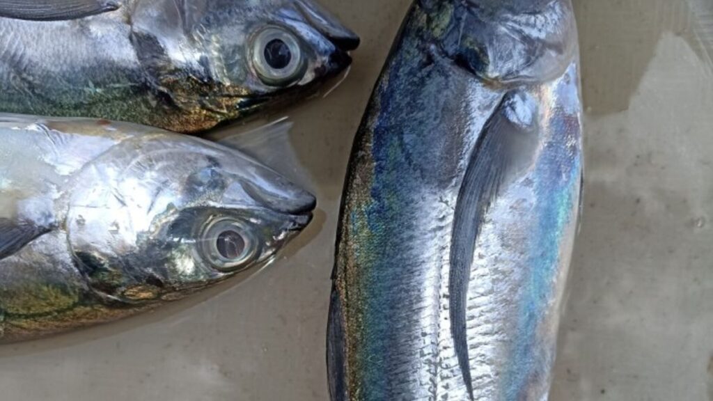 Mengenal Ikan Tengkek, Hewan Laut yang Unik dan Menarik