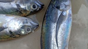 Mengenal Ikan Tengkek, Hewan Laut yang Unik dan Menarik