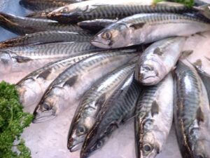 Mengenal Lebih Dekat Ikan Mackerel Spanyol di Lautan