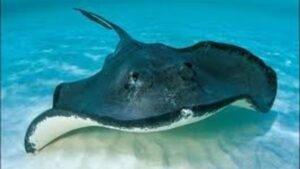 Mengenal Lebih Jauh Hewan Laut Ikan Pari Keprak