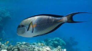 Penjelasan Tentang Hewan Laut Ikan Kulit Pasir
