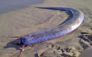 Tanda-Tanda Kehadiran Hewan Laut Ikan di Sekitar Kita