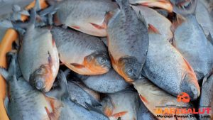 Hewan Laut Ikan Bawal Laut: Karakteristik dan Peran Ekosistem