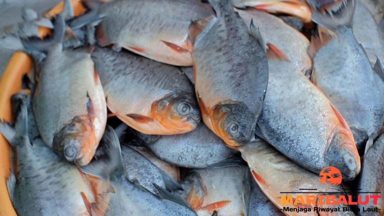 Hewan Laut Ikan Bawal Laut: Karakteristik dan Peran Ekosistem
