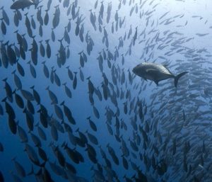 Hewan Laut Ikan Beloso: Keanekaragaman dan Peran Ekosistem