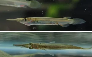 Hewan Laut Ikan Julung-julung: Keindahan dan Peran Ekosistem Laut