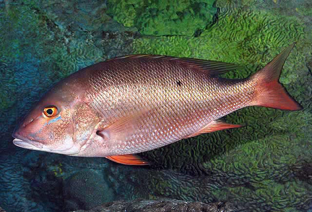 Hewan Laut Ikan Kakap dan Domba: Keanekaragaman Laut dan Darat
