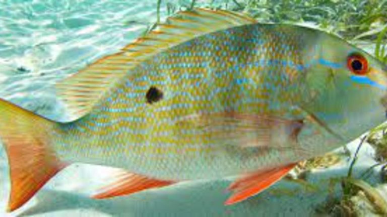 Hewan Laut: Ikan Kakap dan Domba yang Menarik di Lautan