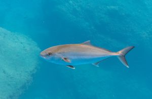 Hewan Laut Ikan Kuwe Batu Besar: Keindahan dan Keunikan Alam Bawah Laut