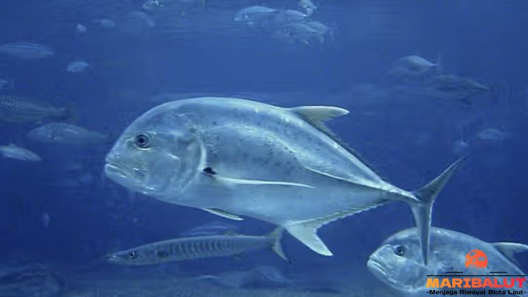 Hewan Laut Ikan Kuwe Lilin: Keindahan dan Peran Ekosistem Laut