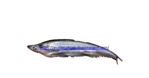 Hewan Laut Ikan Lais Timah: Karakteristik dan Peran Ekosistem