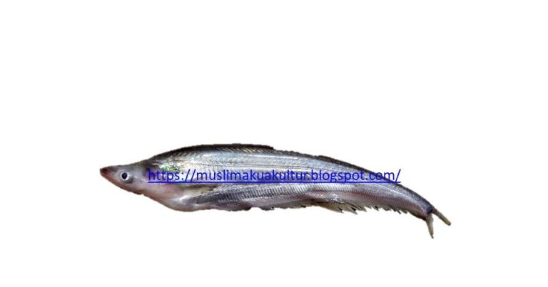 Hewan Laut Ikan Lais Timah: Karakteristik dan Peran Ekosistem