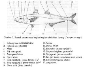 Hewan Laut Ikan Layang: Karakteristik dan Peran dalam Ekosistem