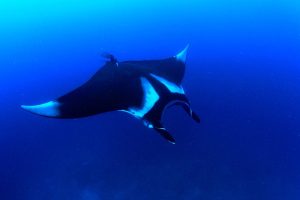 Hewan Laut Ikan Pari Keprak: Ciri, Habitat, dan Keunikan