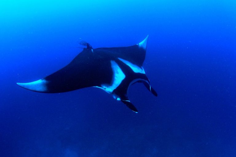 Hewan Laut Ikan Pari Keprak: Ciri, Habitat, dan Keunikan